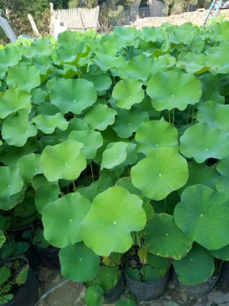 荷花50~60cm