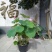 荷花50~60cm