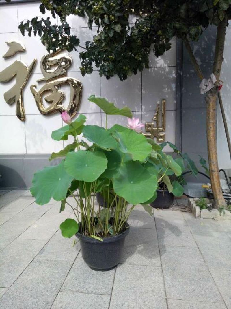 荷花50~60cm