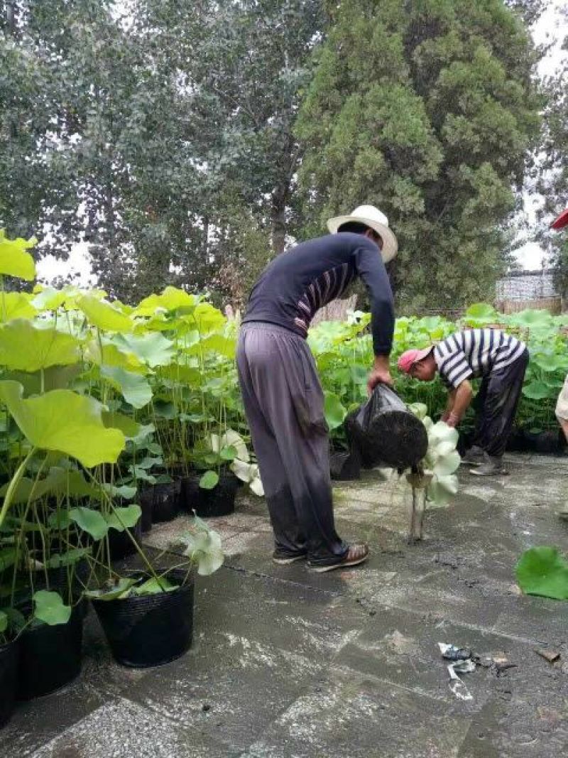 荷花50~60cm