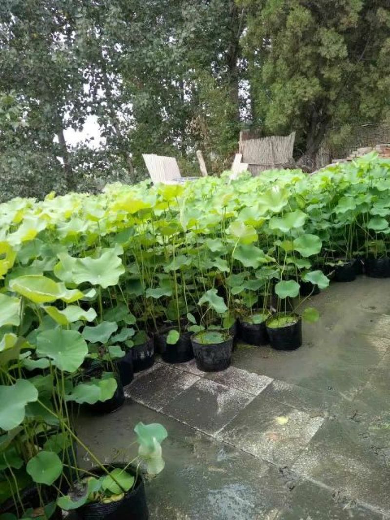 荷花50~60cm