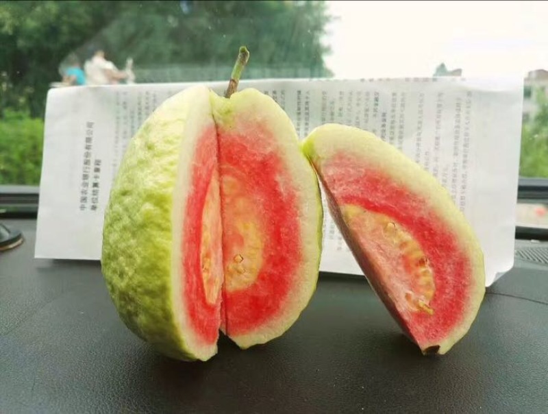 西瓜番石榴苗