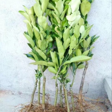 大三红蜜柚苗