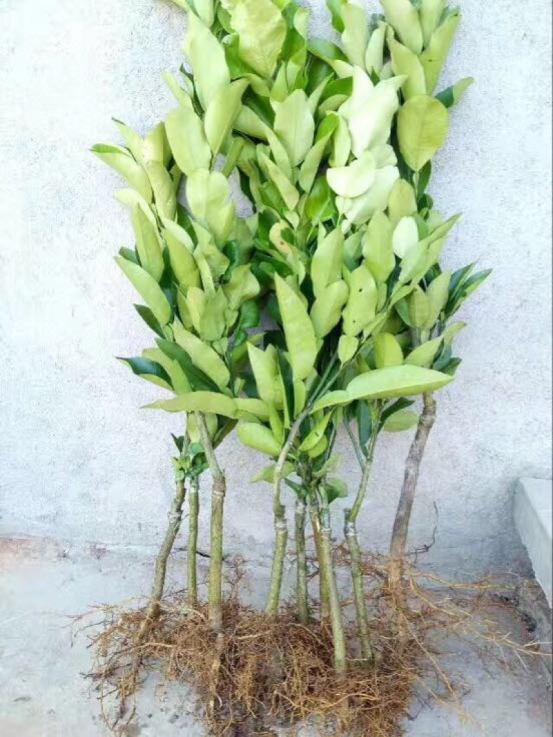 大三红蜜柚苗