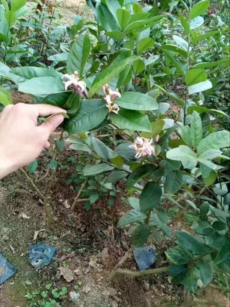 柠檬苗