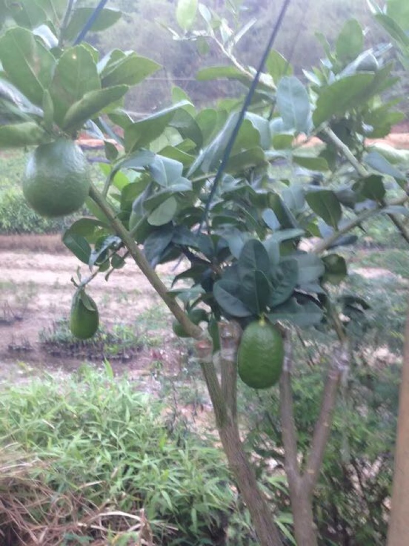 香水柠檬树苗