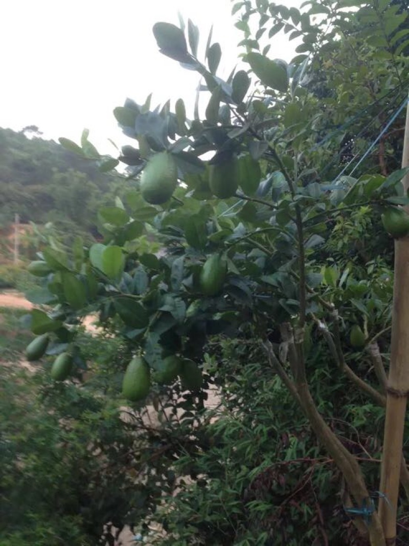 香水柠檬树苗