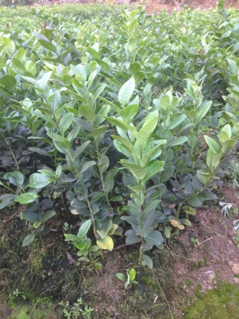 香水柠檬树苗