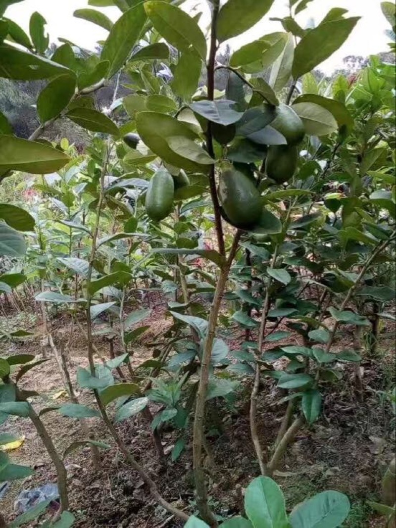 香水柠檬树苗