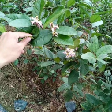 香水柠檬树苗