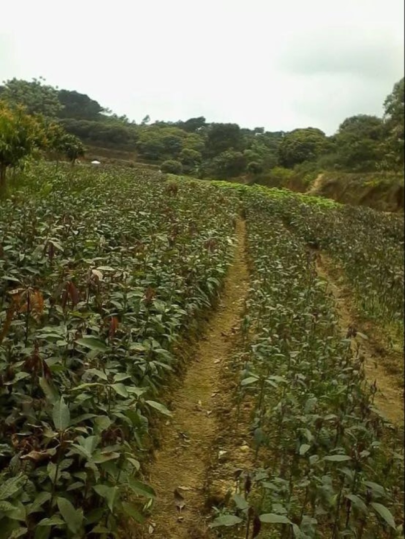 芒果苗