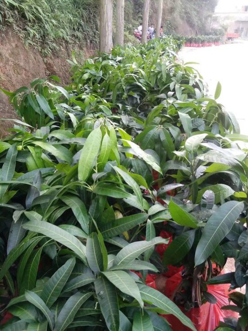 芒果苗
