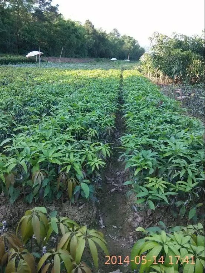 芒果苗
