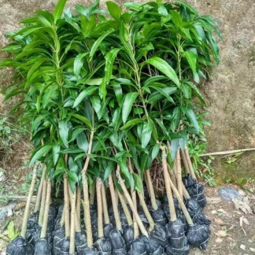芒果苗
