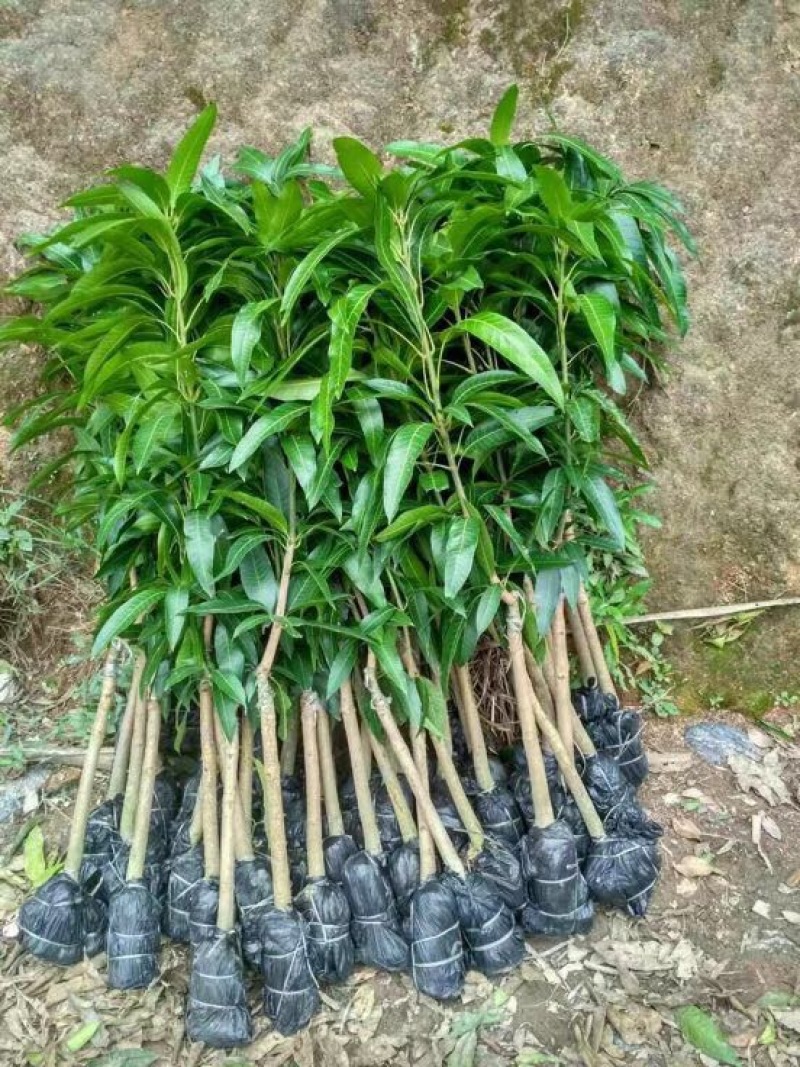 芒果苗