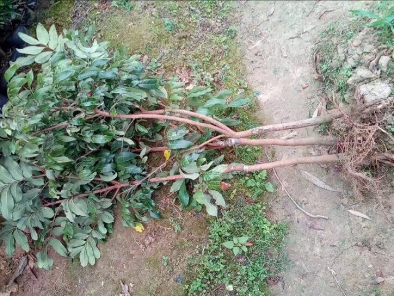 龙眼树苗