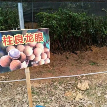 龙眼树苗