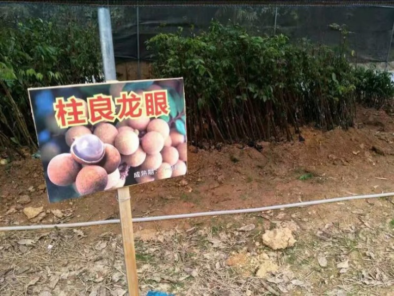 龙眼树苗
