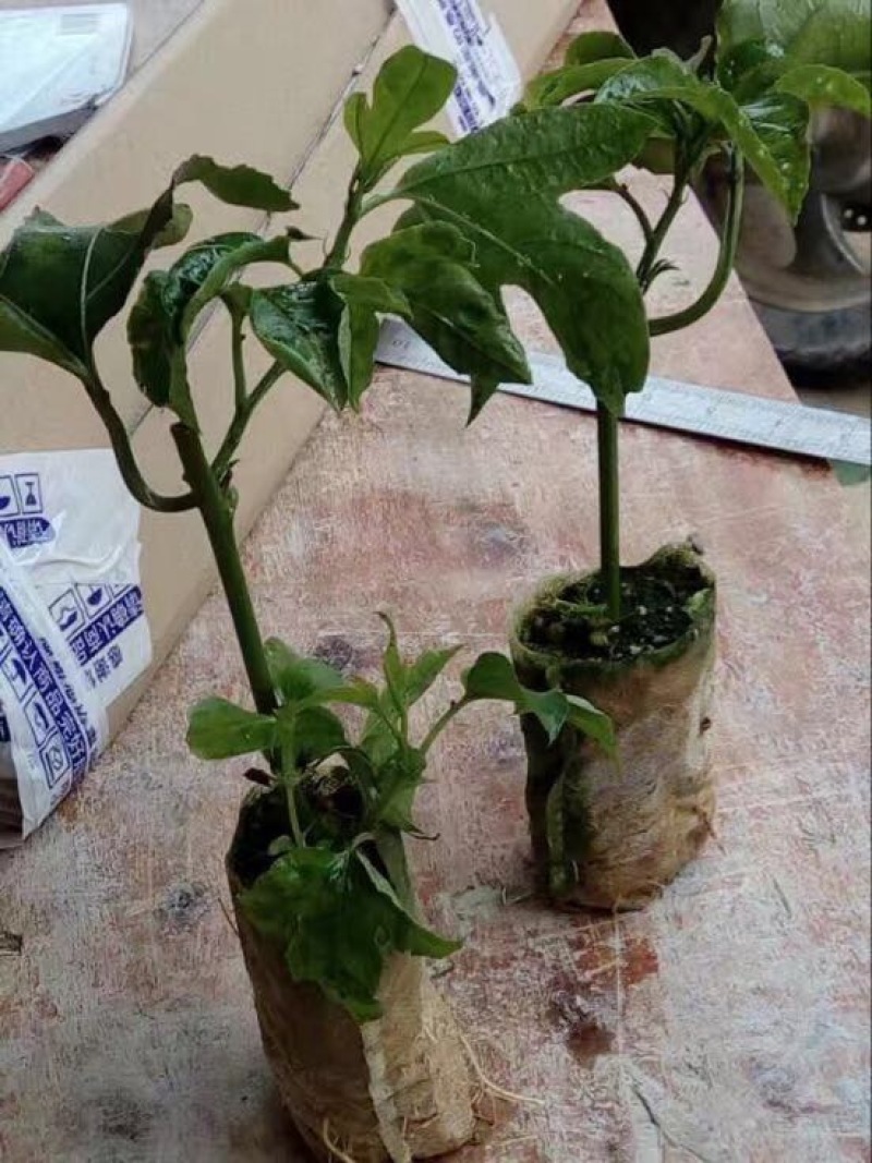 紫香1号百香果苗