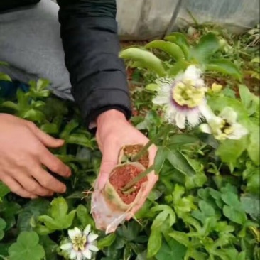 紫香1号百香果苗