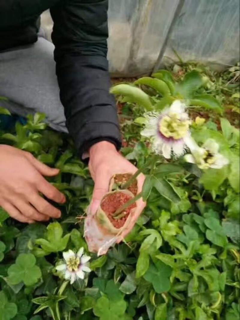 紫香1号百香果苗
