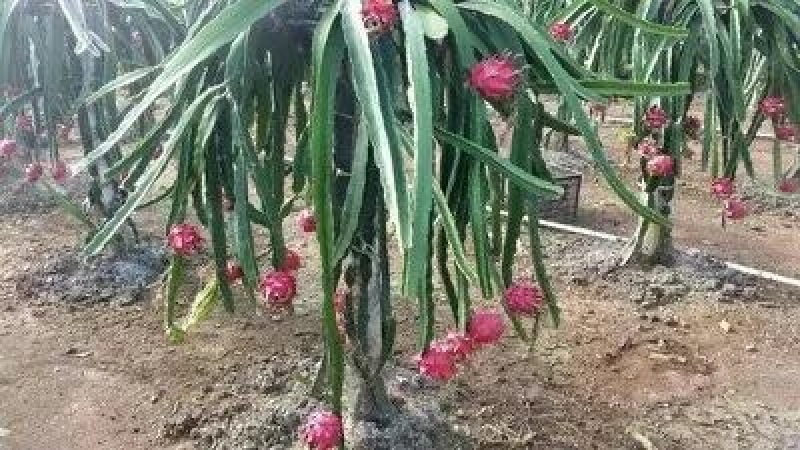 红心火龙果苗