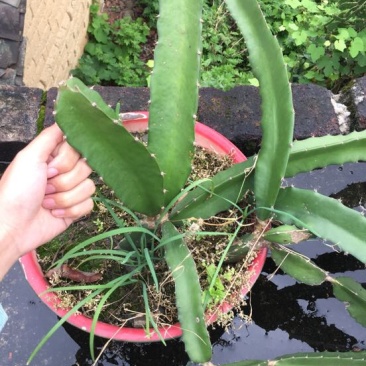 红心火龙果苗