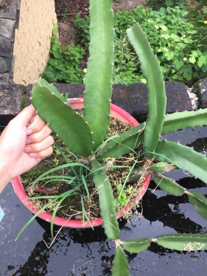 红心火龙果苗