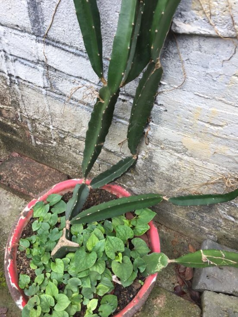 红心火龙果苗