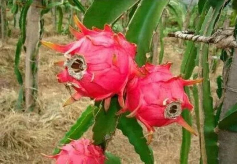 红心火龙果苗