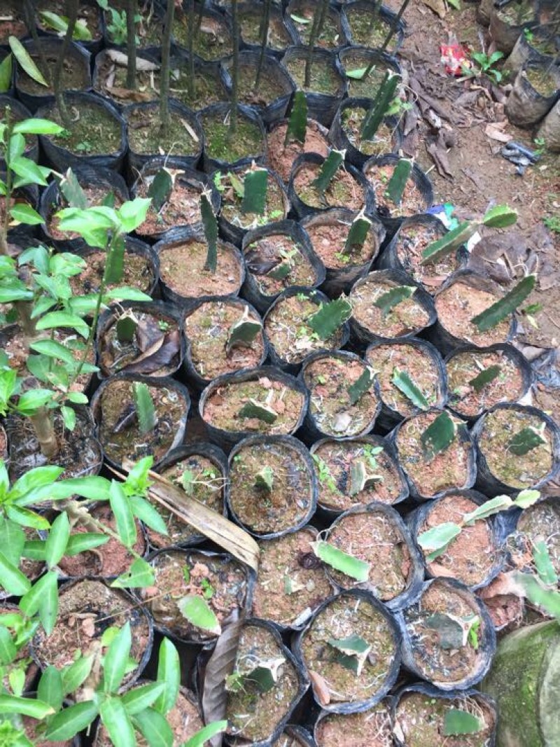 红心火龙果苗
