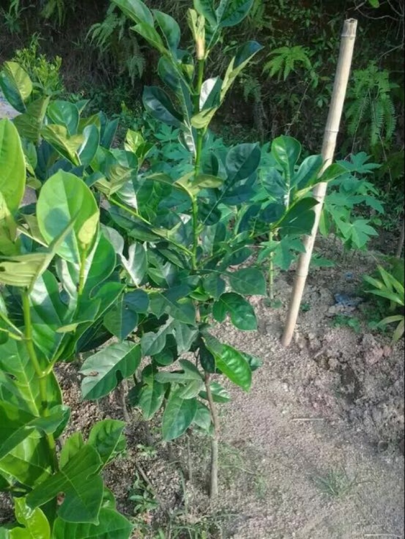 红心火龙果苗