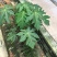 木瓜树苗