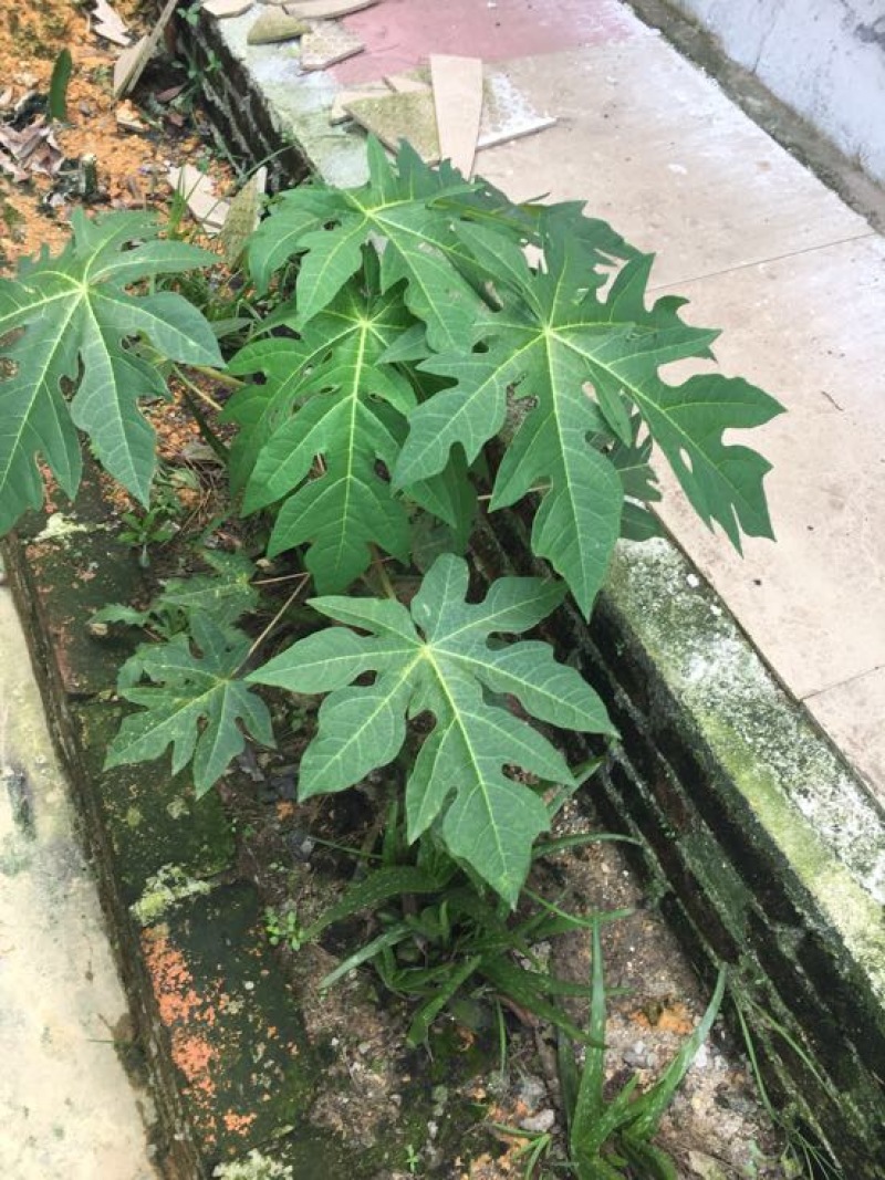 木瓜树苗