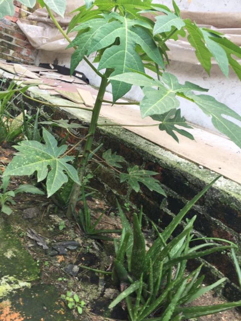 木瓜树苗