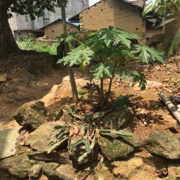 木瓜树苗