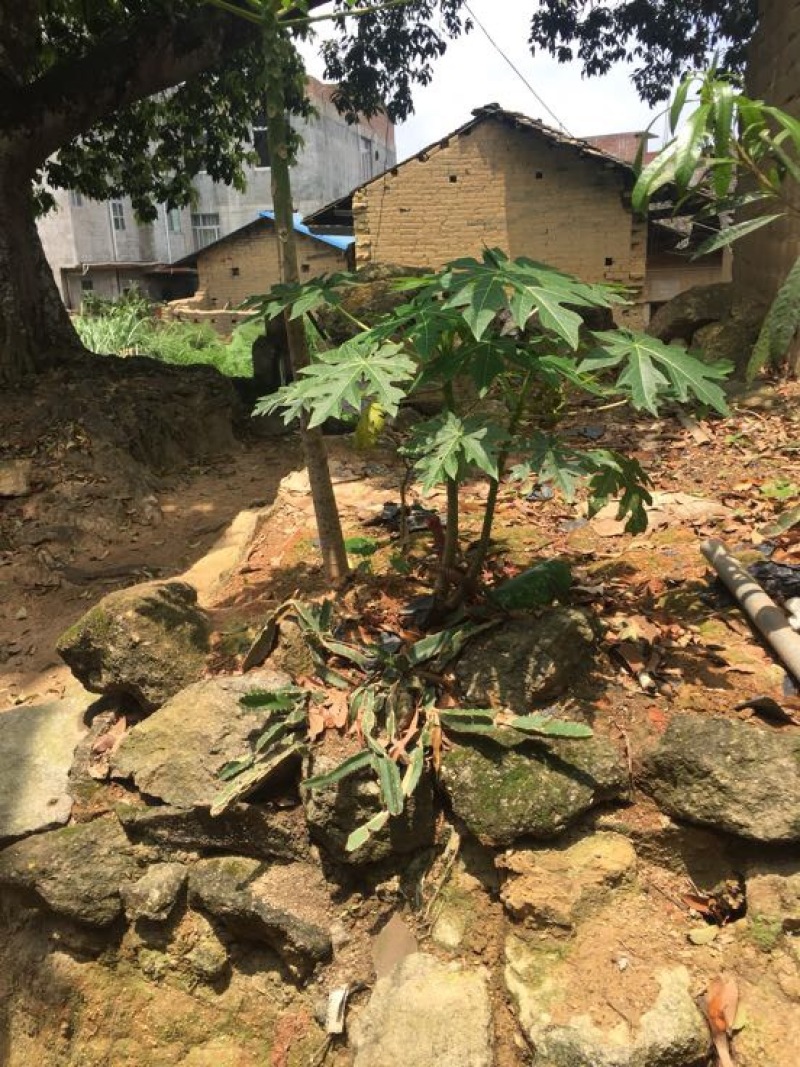 木瓜树苗