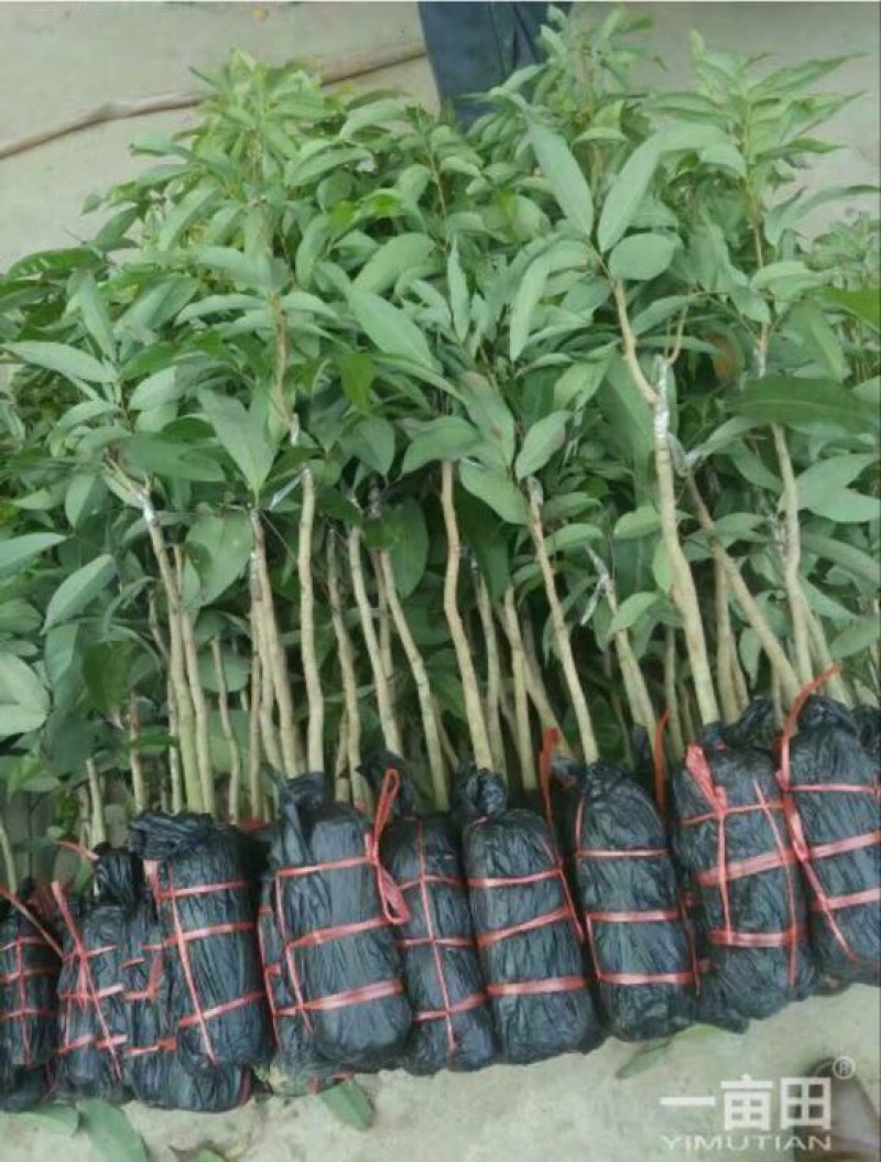 妃子笑荔枝苗
