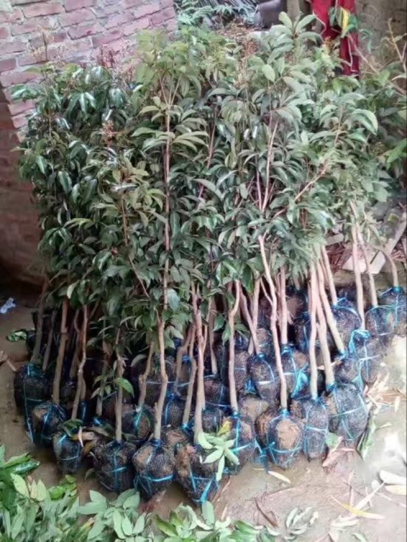 妃子笑荔枝苗