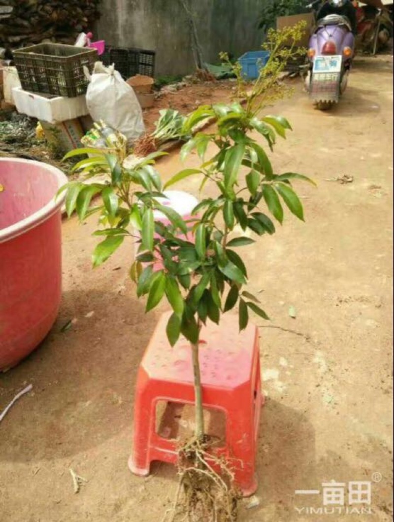 妃子笑荔枝苗