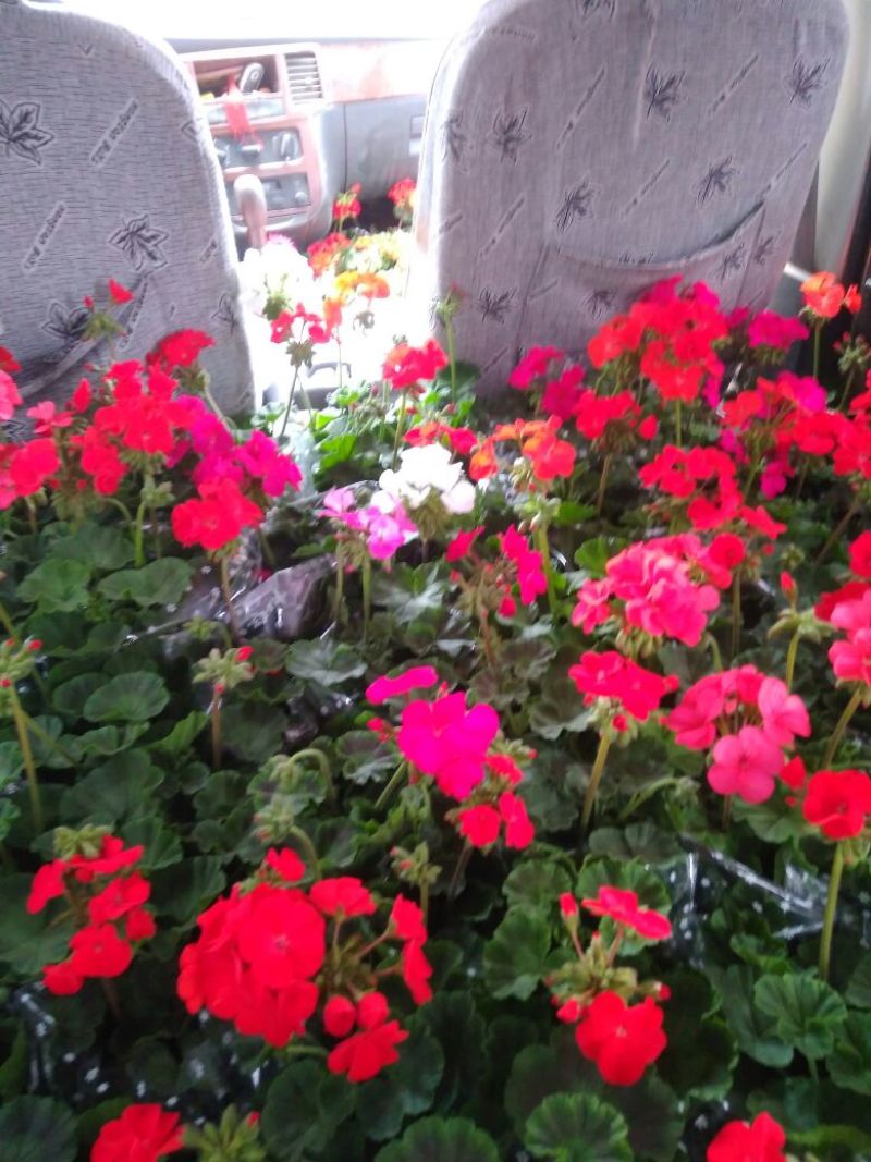 牵牛花10~20cm