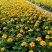 牵牛花10~20cm