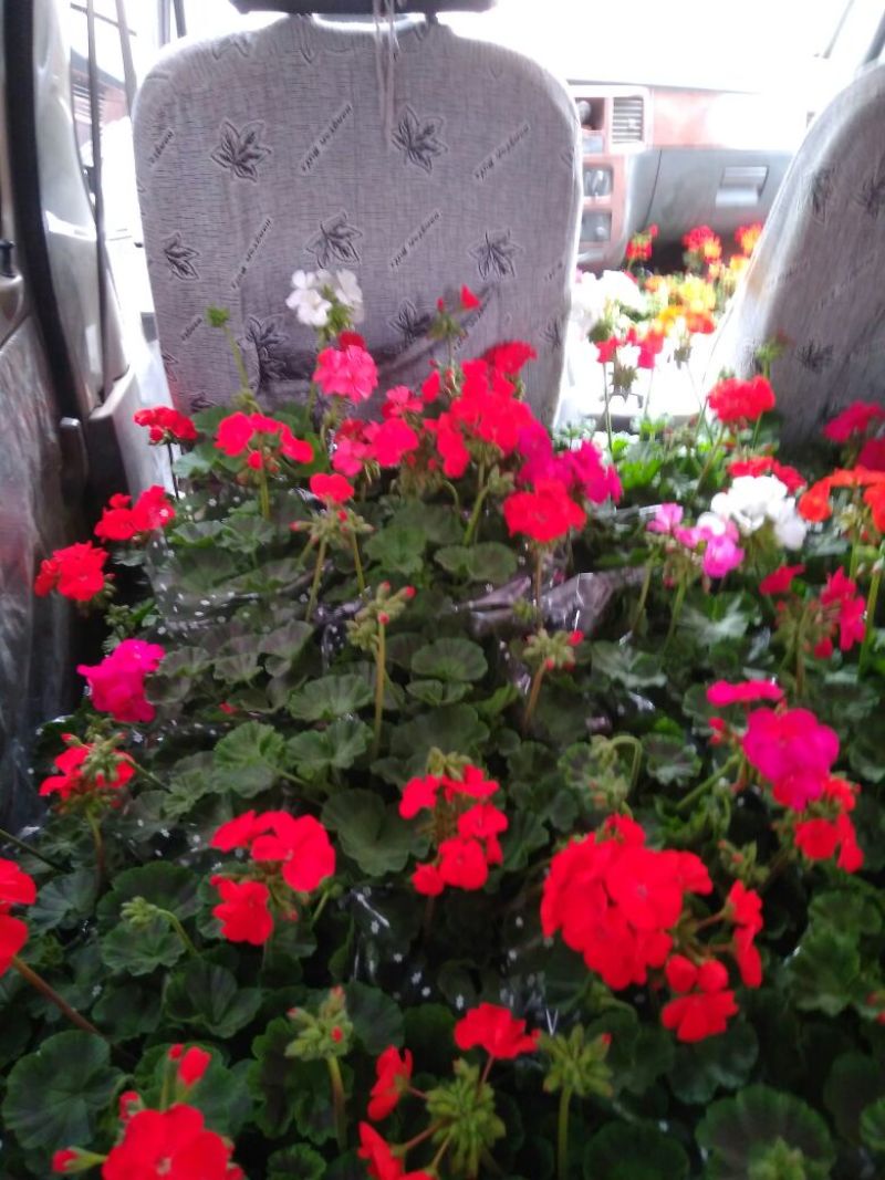 牵牛花10~20cm