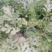 8424西瓜5斤打底8成熟1茬