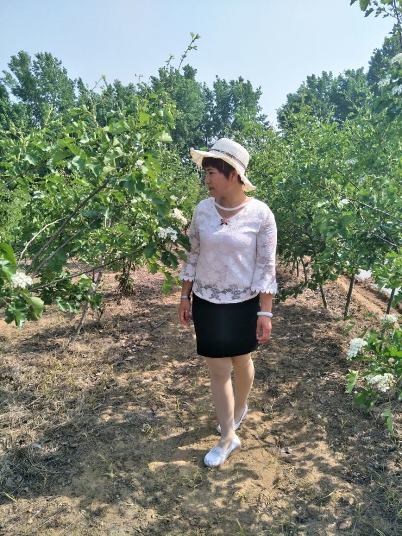 山楂树现起现发欢迎各地采购商实地考察