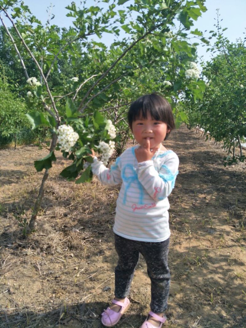 山楂树现起现发欢迎各地采购商实地考察