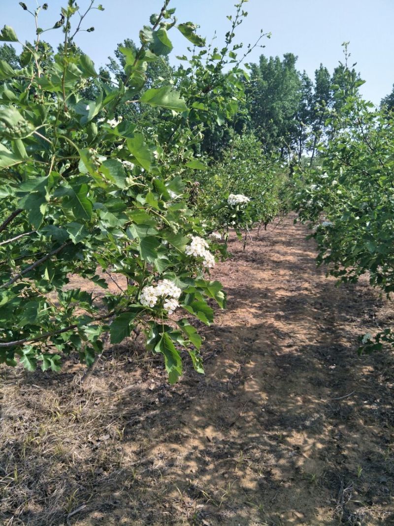 山楂树现起现发欢迎各地采购商实地考察