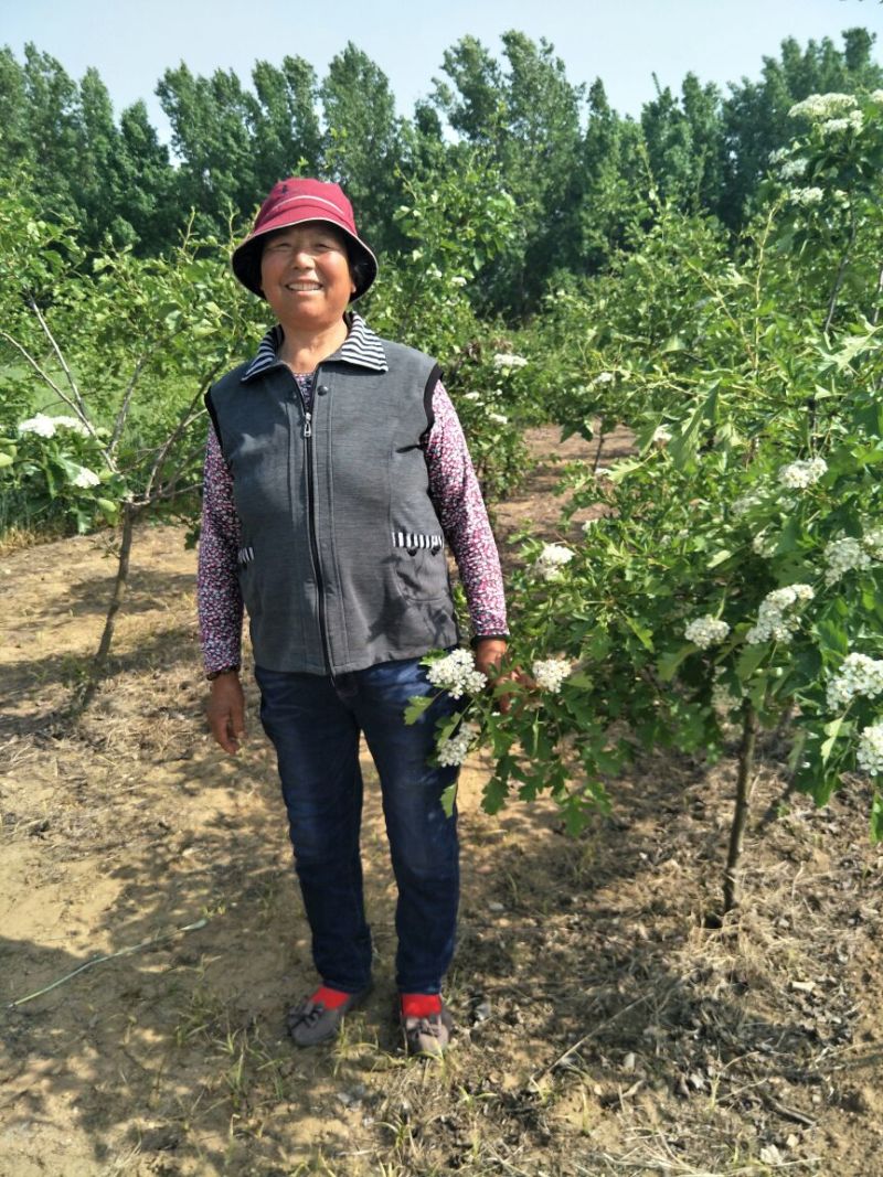 山楂树现起现发欢迎各地采购商实地考察