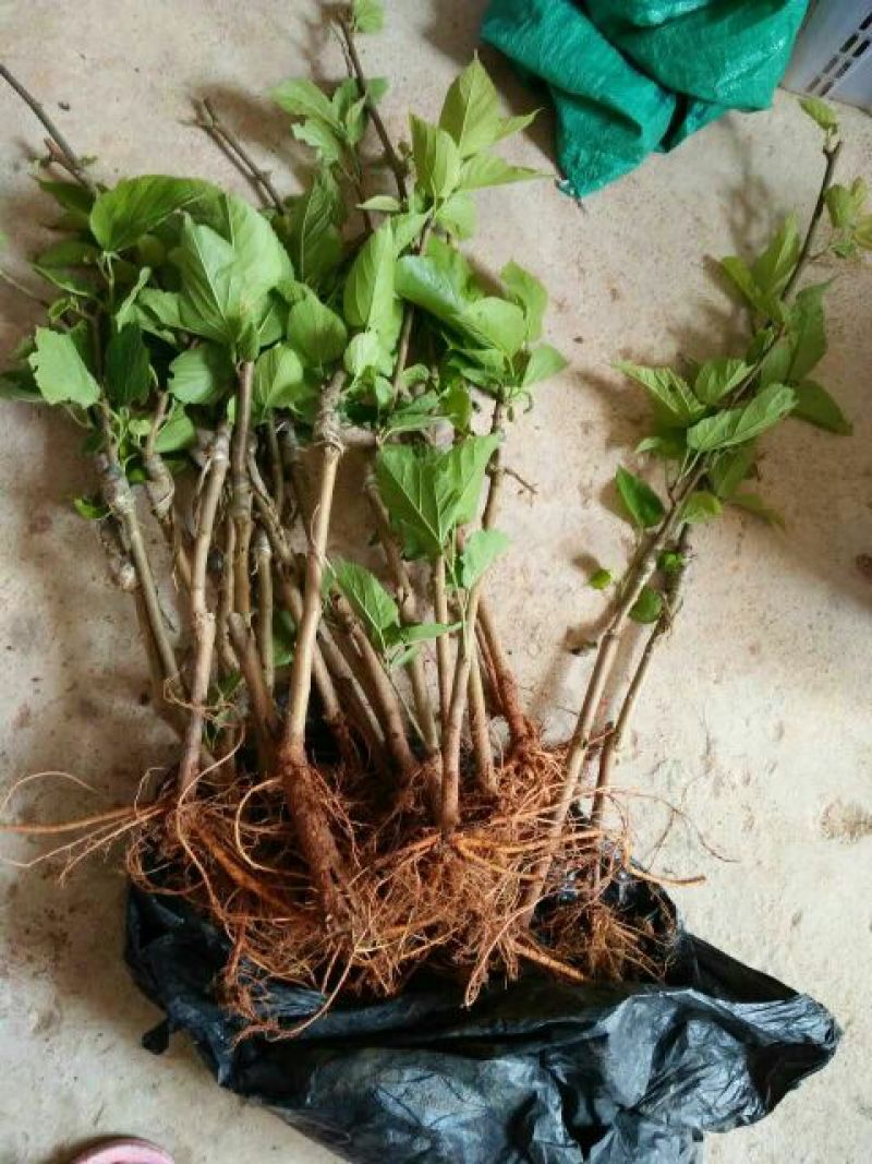长果桑树苗50cm