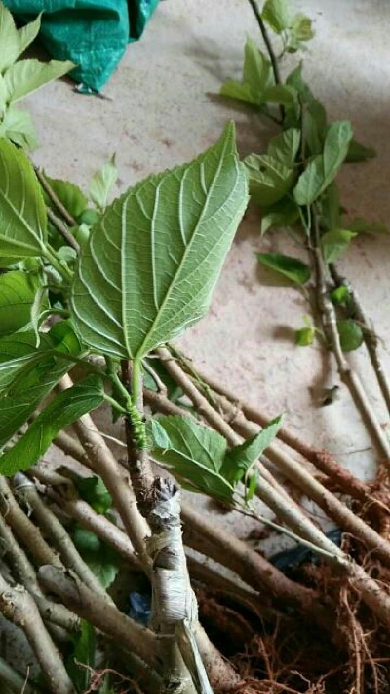 长果桑树苗50cm